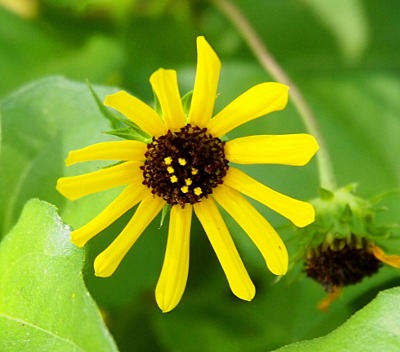 [A close top-down view of the bloom with leaves and a bud with all the petals gone in the background. It has 13 thin yellow petals which do not overlap at all. The center is a ball of brown stamen. Within the brown are eight yellow spots which each appear to be a teeny-tiny flower.]